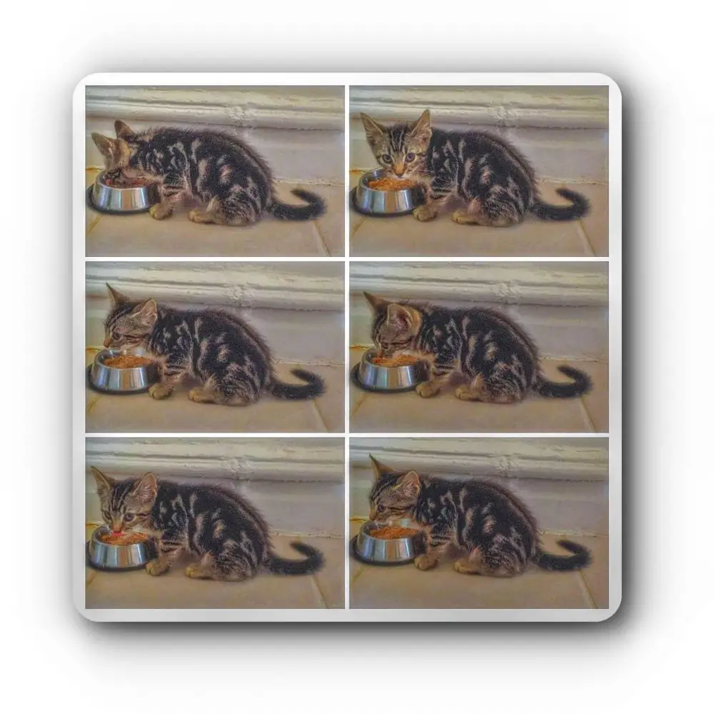 Dexter Is my boy - collage of the sweetheart eating